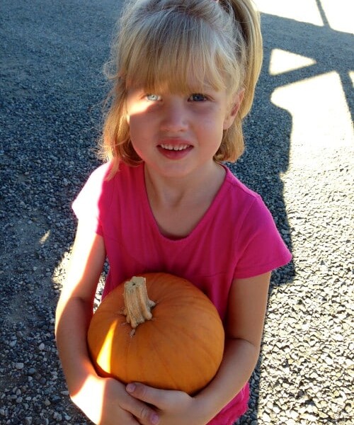 peltzer pumpkin patch