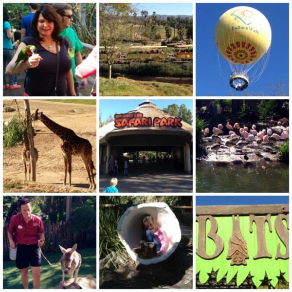 A collage of nine images from San Diego Safari Park. Top row: a person holding a bird, a scenic view of the park, and a hot air balloon. Middle row: two giraffes, the entrance to the safari park, and flamingos. Bottom row: a staff member with a kangaroo, a child in an egg, and a bats sign.