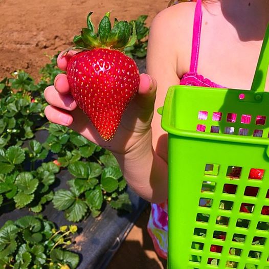 How To Grow Strawberries In Your Backyard - Simple Secrets To Success!