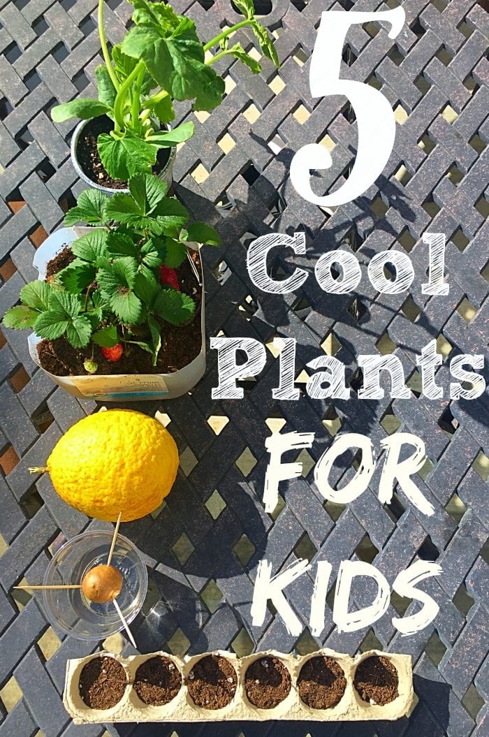 Gardening Activities for Kids · The Typical Mom