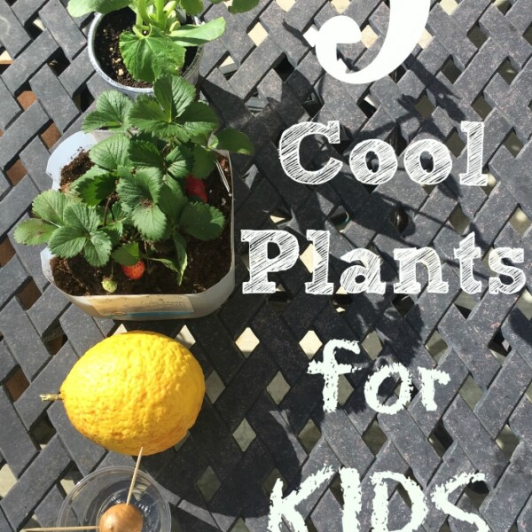 Five plants for kids on a woven table: a green plant, a strawberry plant, a lemon, an avocado pit in water, and seeds in egg carton compartments. Text reads 5 Cool Plants for KIDS—perfect gardening activities for kids!