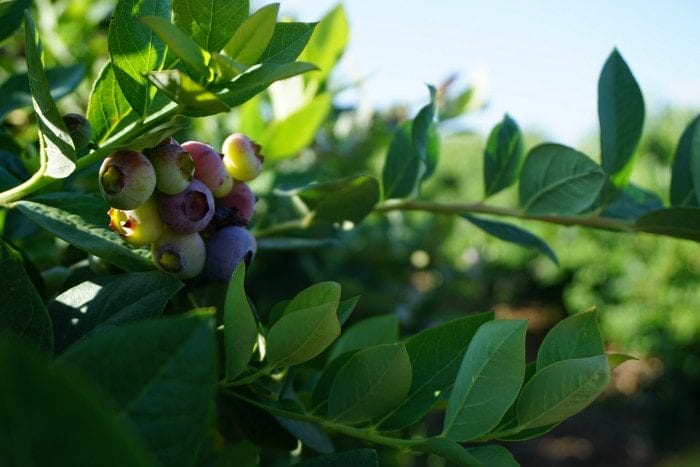 Temecula blueberry company