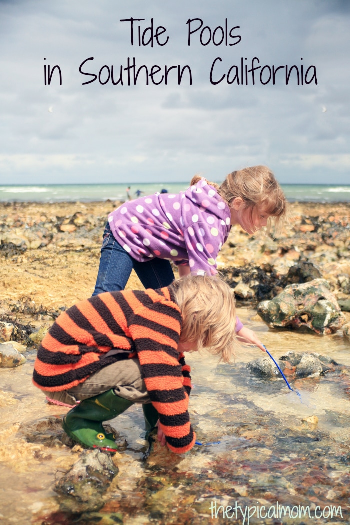 La Jolla Tide Pools Pictures and Review