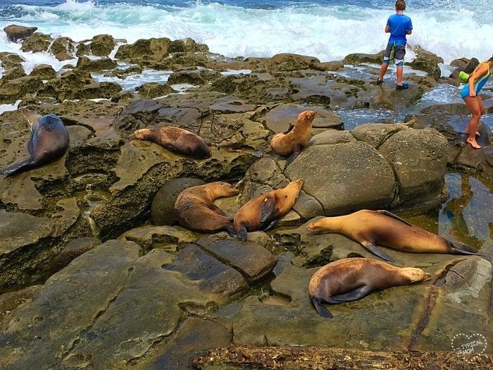 are dogs allowed at la jolla tide pools