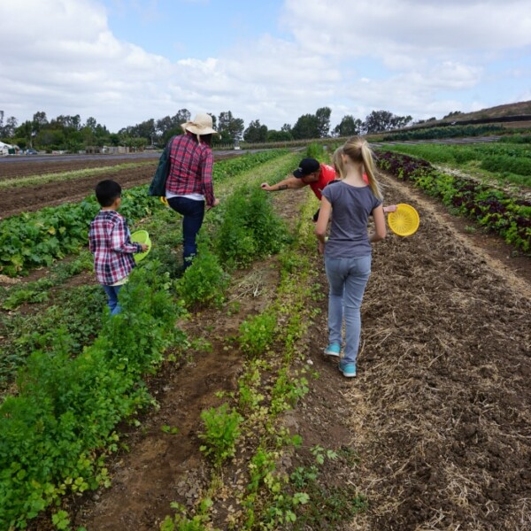 A group of people, including children, walk through the lush Tanaka Farms field. One child holds a yellow basket aloft under the cloudy sky.