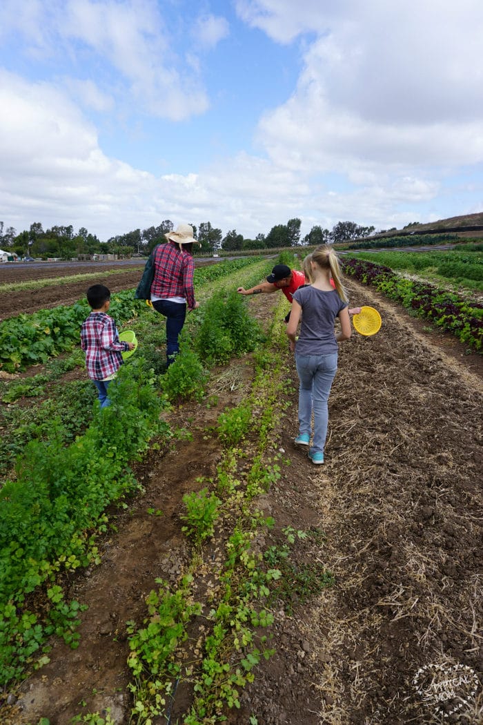 tanaka farms