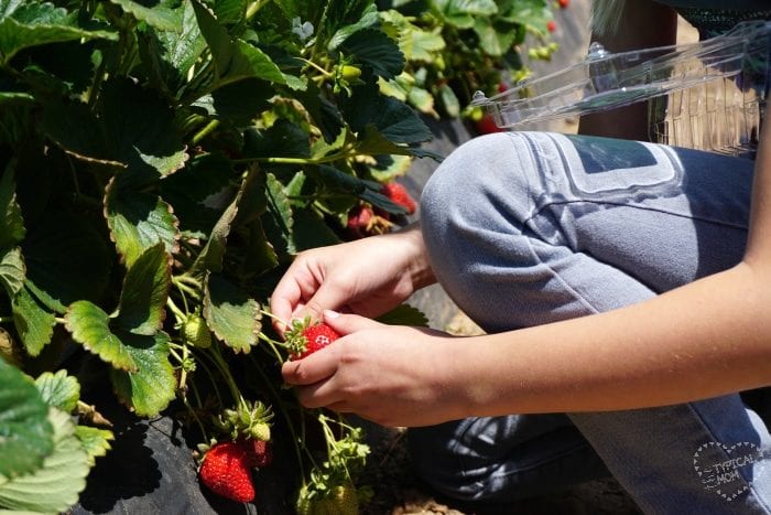 tanaka farm strawberry picking