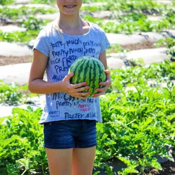 tanaka-farms-watermelon-tour