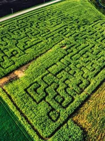 corn maze