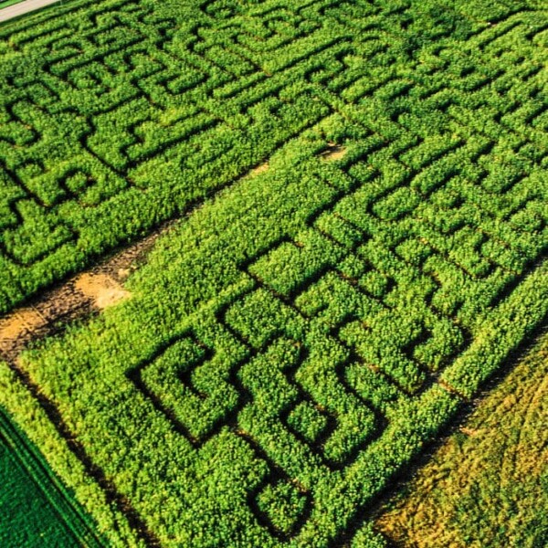 corn maze