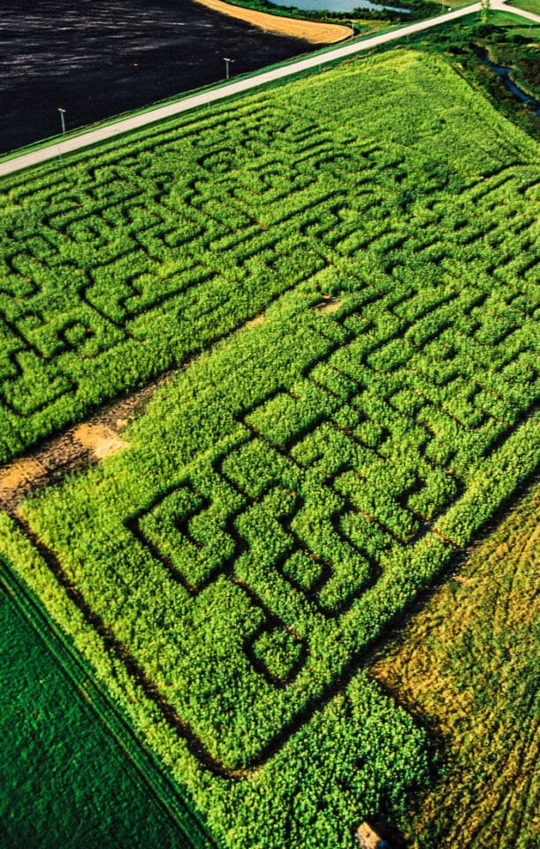 Big Horse Corn Maze Temecula Temecula Corn Maze