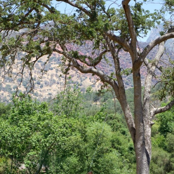 Lodging Near Sequoia National Park