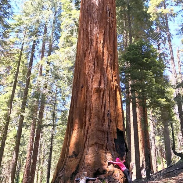 what to see in sequoia national park