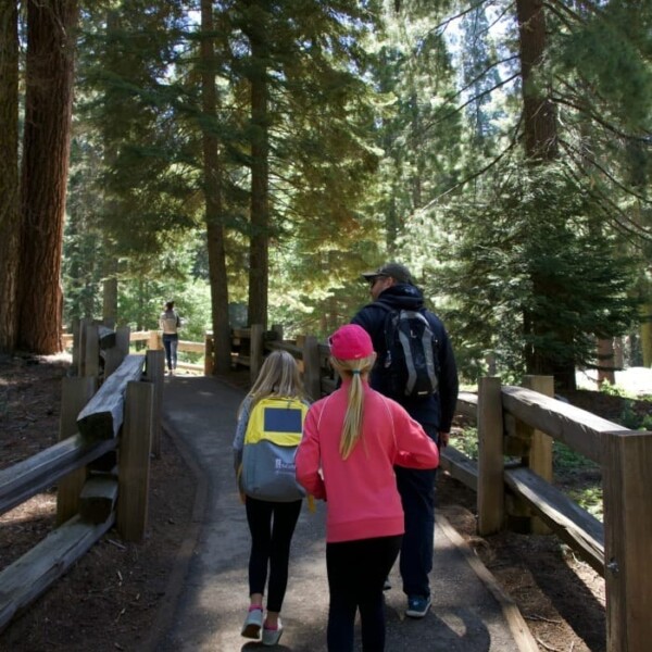 Two girls and a man are walking on a forest trail with tall trees, much like one you'd find on a scenic California coast road trip.