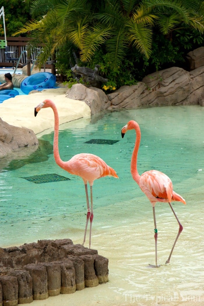 sea world aquatica 4