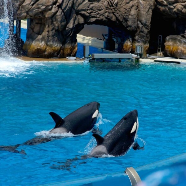 Two orcas glide gracefully through a bright blue pool at the marine park, set against a rugged rocky backdrop. Experience this magical moment up close with a Sea World behind-the-scenes tour.