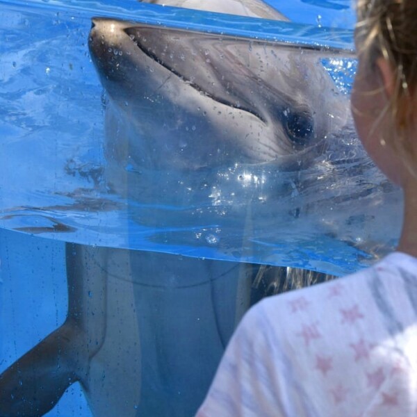 sea world behind the scenes tour