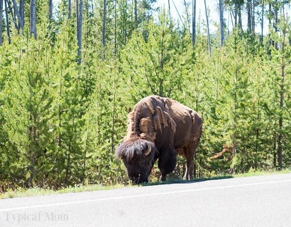 buffalo in yellowstone