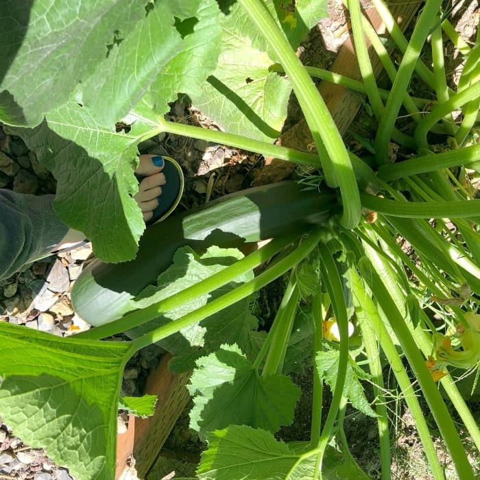 zucchini plant