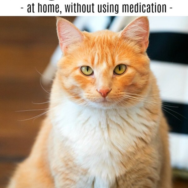 Cat Dander Allergy