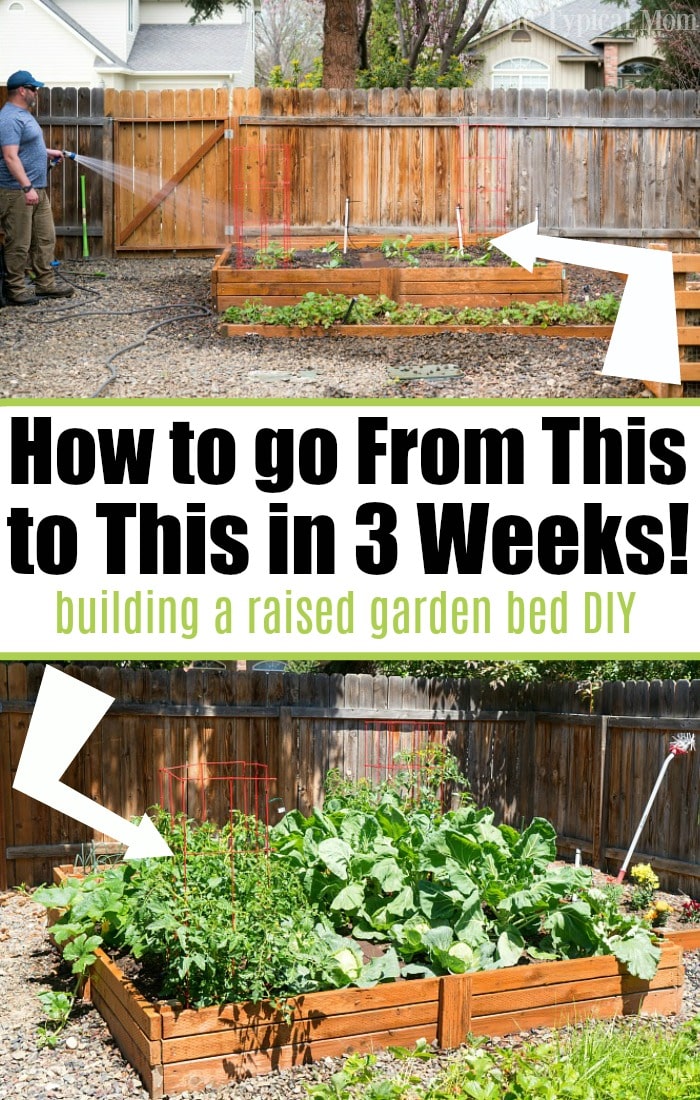 backyard vegetable garden boxes