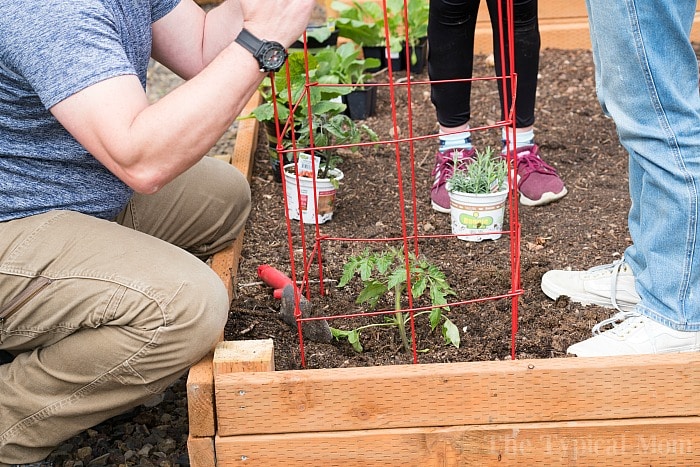 planting tomatoes