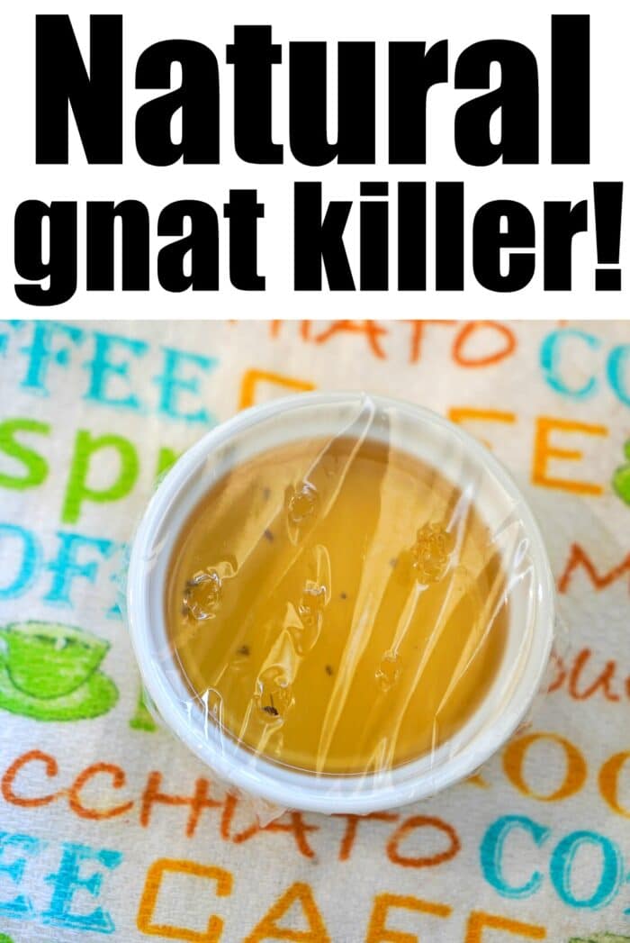 How to Get Rid of Gnats in the House