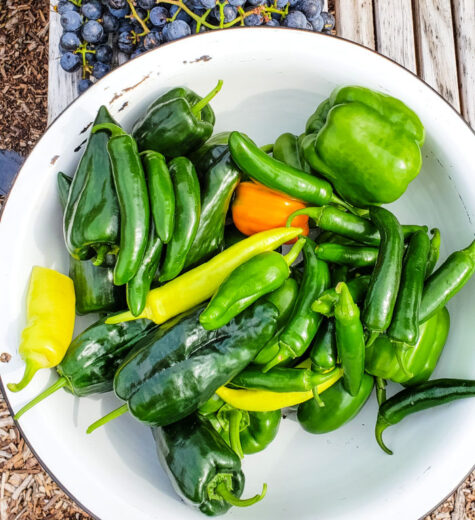 Homemade Green Pepper Jelly with Cream Cheese or Plain
