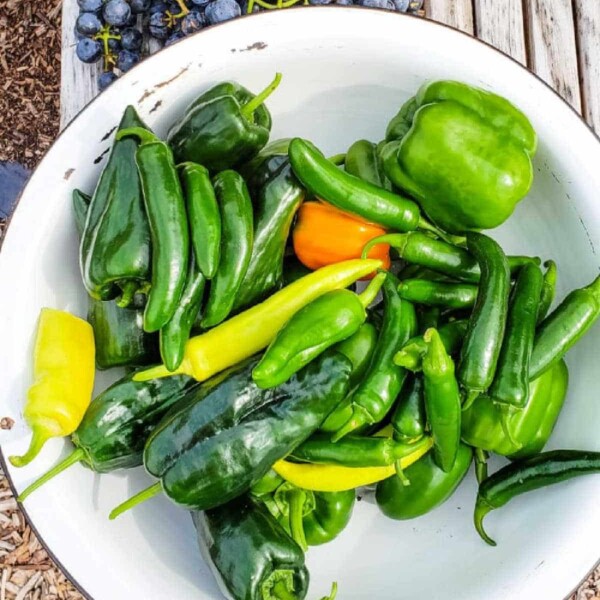 Types of Green Peppers