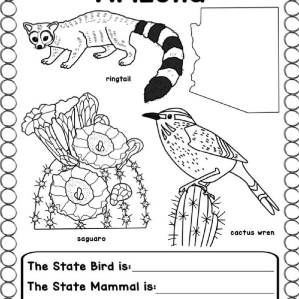 US States Worksheets coloring page featuring Arizona's state symbols: ringtail, saguaro cactus, cactus wren, and a map outline.