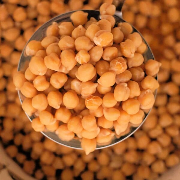 Close-up of a ladle scooping chickpeas from a bowl filled with more garbanzo beans, offering a glimpse into the art of how to cook them.