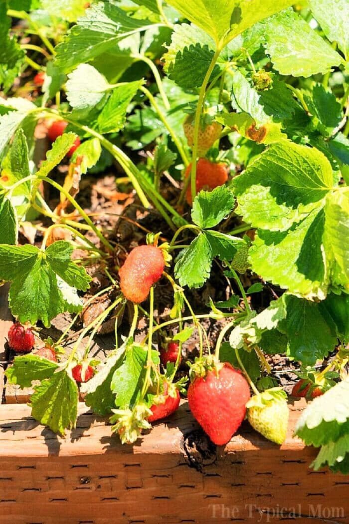 recipe with fresh strawberries