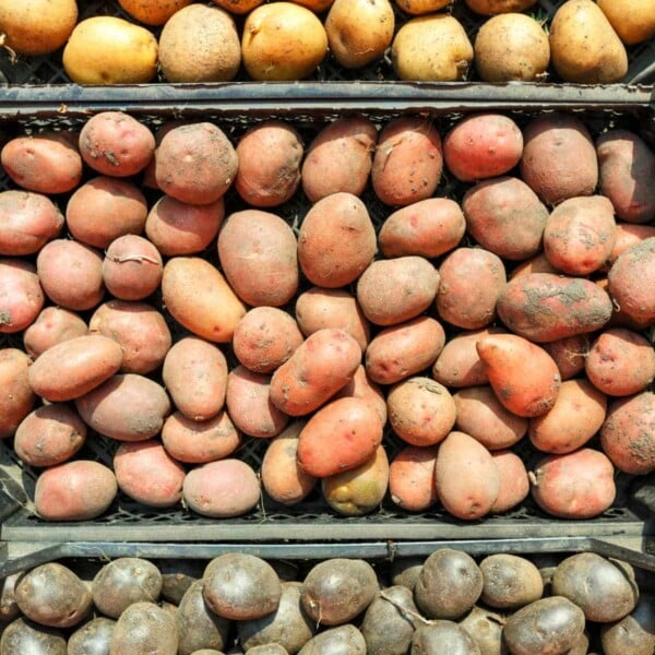 Three different types of potatoes are neatly arranged in rows: yellow on top, red in the middle, and purple on the bottom.