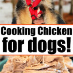 cooking chicken for dogs