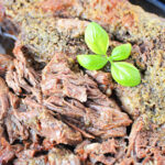 A close-up of perfectly cooked boneless beef topped with fresh green basil leaves.